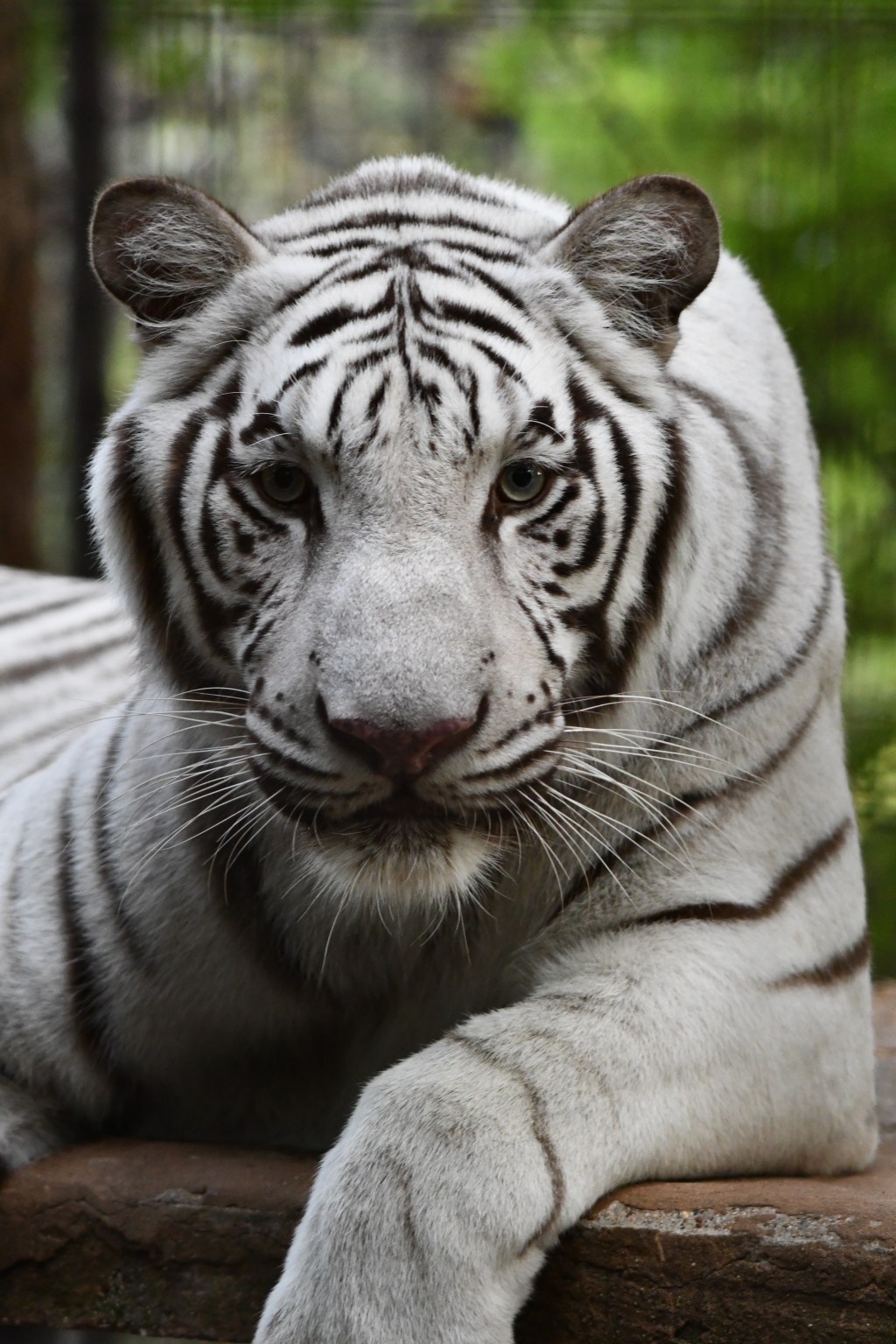 A Time With Tigers: When Prey Loves&nbsp;Predator