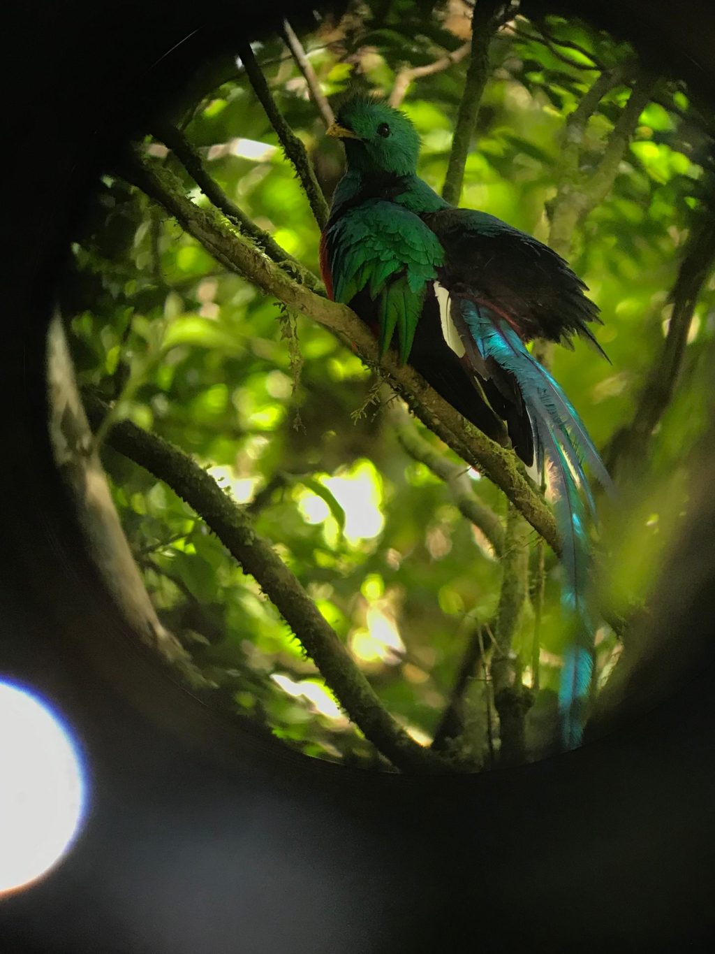 Quetzal: An Ancient Symbol of Central&nbsp;America