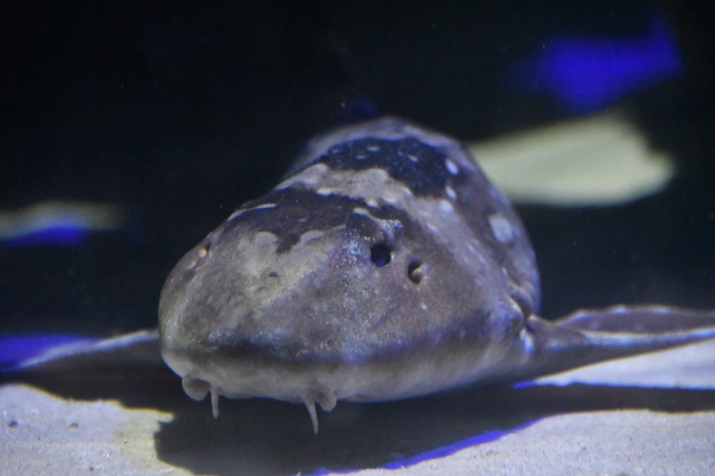 Sharks: The Modern&nbsp;Terror